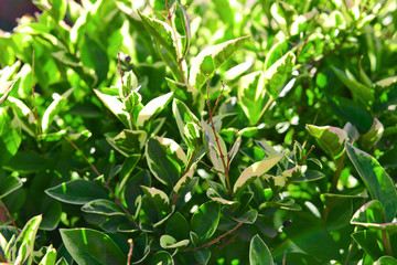 Green leaves background