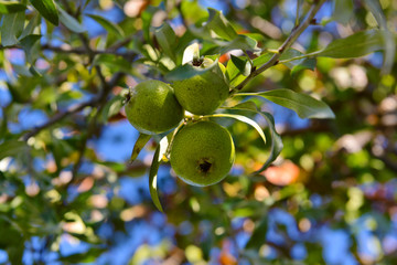 Fresh apples on the tree, close up