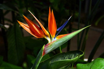 Fototapeta na wymiar Exotic flower on the bush