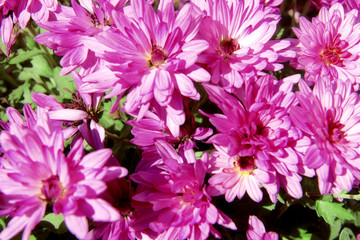 Obraz premium Beautiful flowers, close up