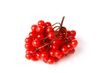 viburnum bunch isolated on a white background