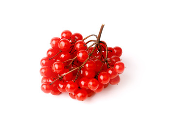 viburnum bunch isolated on a white background