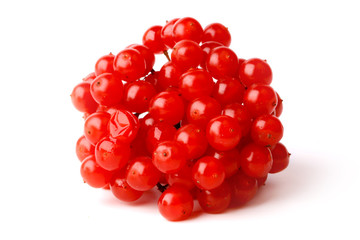 viburnum bunch isolated on a white background