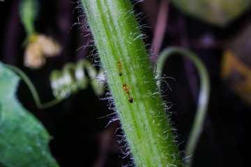 Fototapeta premium ant