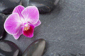 black pebbles and purple orchid on slate