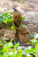 Cobra snake in natural habitats