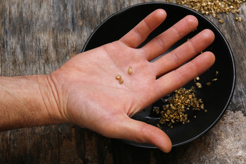 A hand holding gold nugget grains, close-up