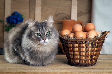 Fototapeta na wymiar Корзина со свежими, деревенскими яйцами в соломе и серый, пушистый кот. Корзина старая. Яйца лежат в корзинке, в соломе. У кота серые глаза