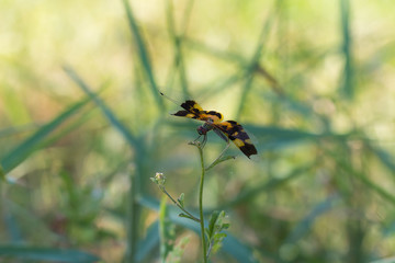 lovely dragonfly
