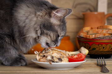 Кот ест курицу. Блюдо с курицей и нарезанными помидорами. Морда кота крупно. Кот серый, большой. Виден язык. 