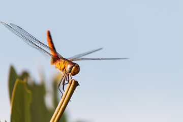 lovely dragonfly
