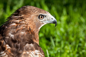 Red-Tailed Hawk