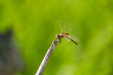 lovely dragonfly