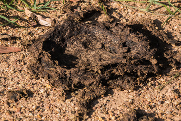 the dung at countryside
