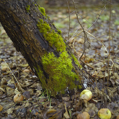Moss On Tree
