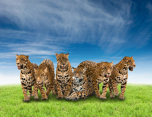 Naklejka premium group of jaguar