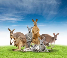 Crédence de cuisine en verre imprimé Kangourou groupe de kangourou