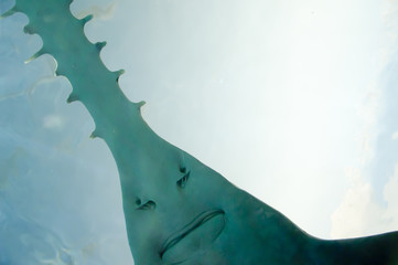 Saw of Sawfish in Aquarium - obrazy, fototapety, plakaty