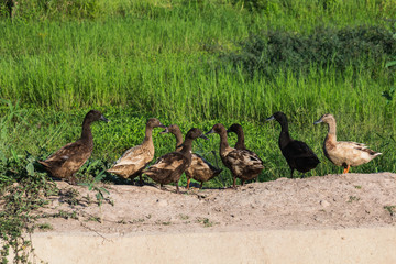 group of duck