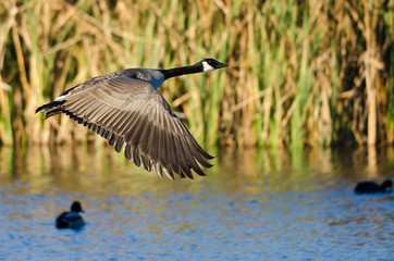 Canada Goose Flying Low Over the Water