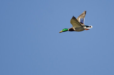 Mallard Duck Flying in a Blue Sky