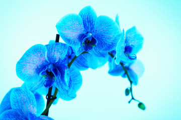 Fototapeta na wymiar Beautiful blue orchid on blue background
