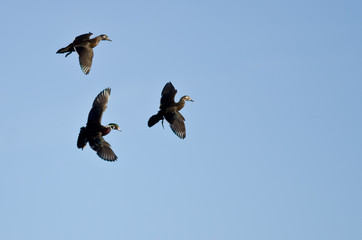 Three Wood Ducks Flying in a Blue Sky
