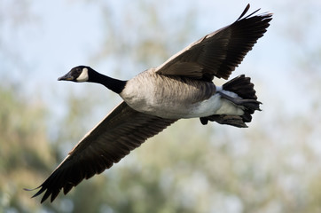 Close Look at a Canada Goose in Flight