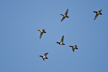 Fototapeta premium Flock of Ring-Necked Ducks Flying in a Blue Sky