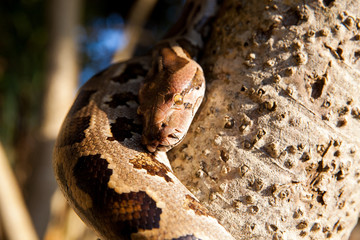 Python Snake wrapped close-up around a branch