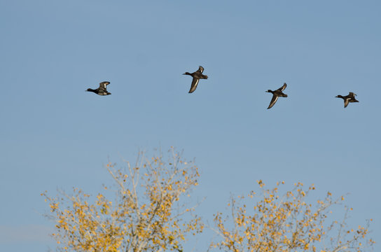 Small Flock of Ducks Flying Low Over the Tree Tops