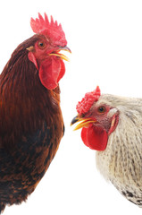 Red and gray cocks.