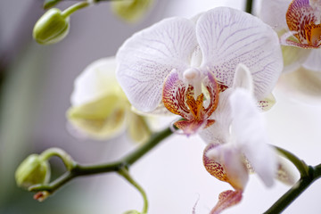 Close up of orchid flowe