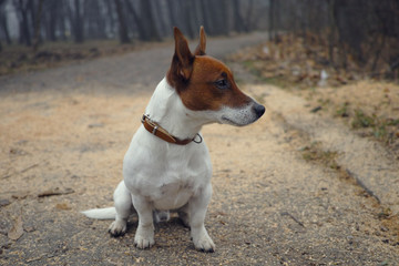 Jack russel / dog in the park
