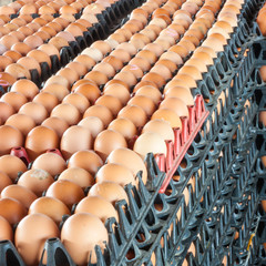 Eggs from chicken farm in the package