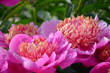 Blooming pink peony 