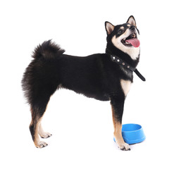 Siba inu dog with a blue bowl isolated on white