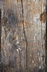 Old wood texture background