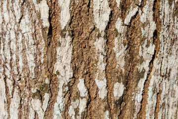 Bark of Pine Tree