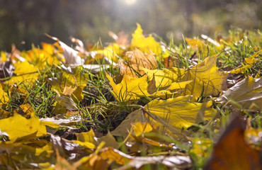 Maple Leaves in the backlight at a sunny day