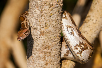 Python Snake wrapped close-up around a branch