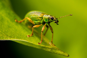 Green Nettle Weevil high quality macro