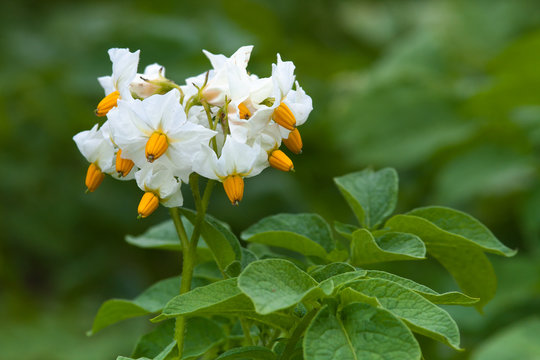 flowers of potato in the garden
