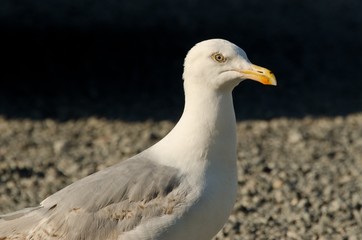 Close-up of a seagull