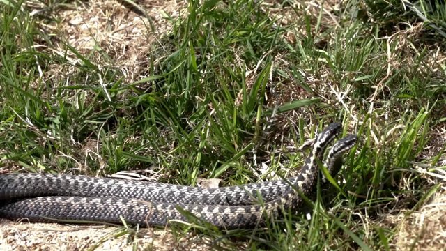 Male Adders Dancing / Fighting. Entangled in Each Other. In Spring. 