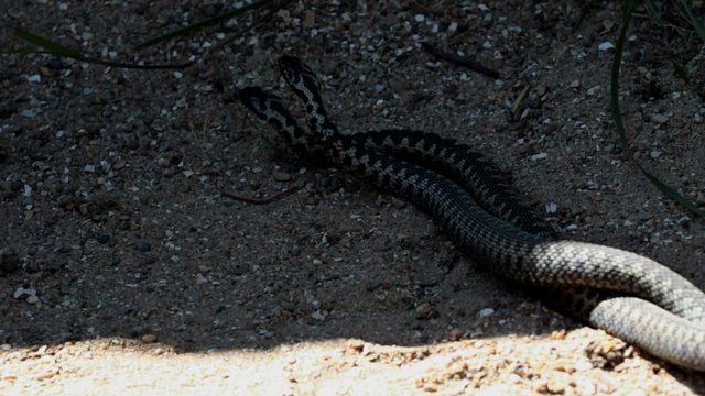 Male Adders Dancing / Fighting. Entangled in Each Other. In Spring. 