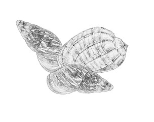 Illustration of three sea shells