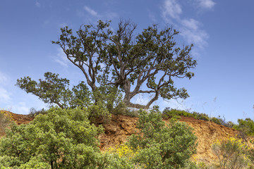 Porto Azzurro, rock near Terranera, Elba, Tuscany, Italy, Europe