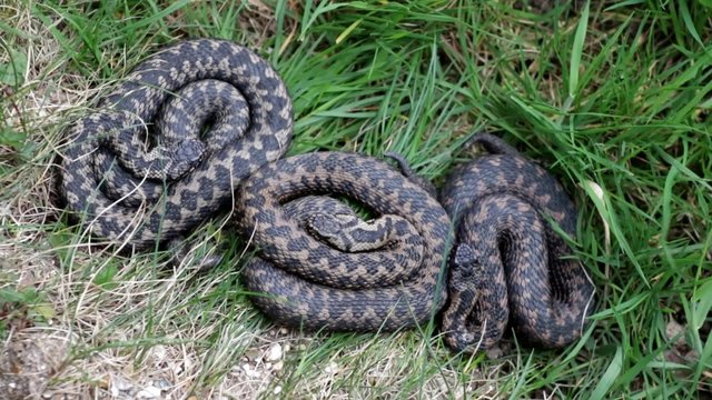 Adder Basking in The Sun.