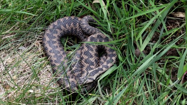 Adder Basking in The Sun.